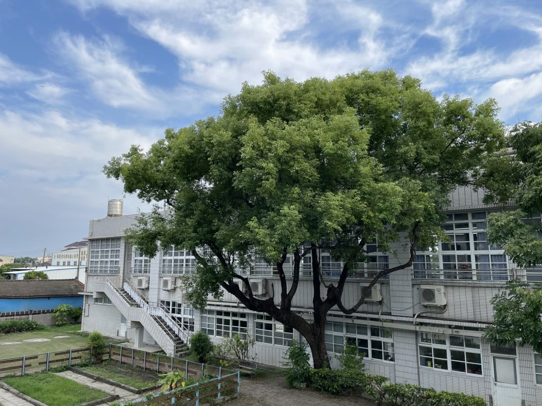 Heritage tree by the building