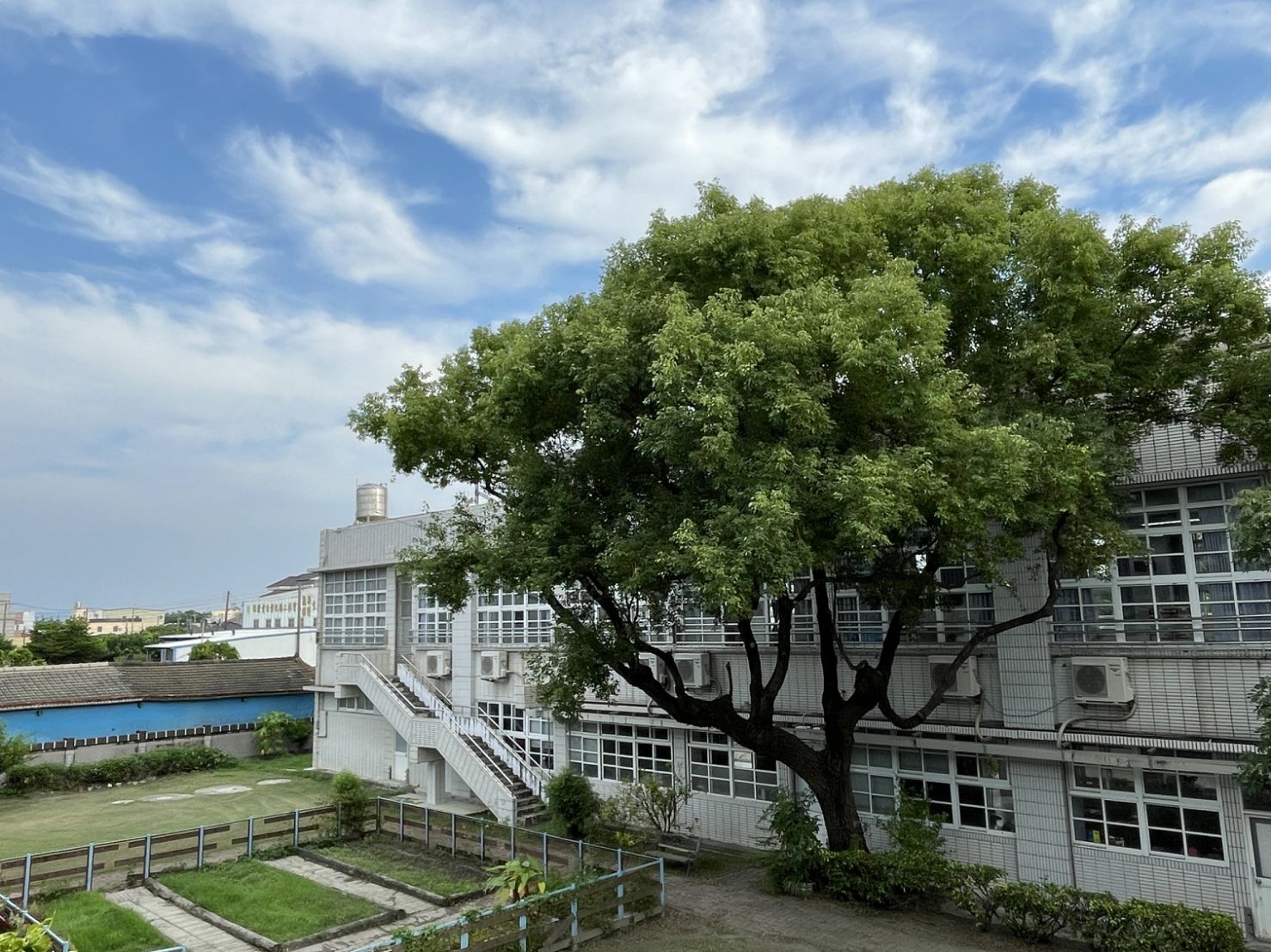 A century-old camphor heritage tree on campus 校園百年樟樹經典樹