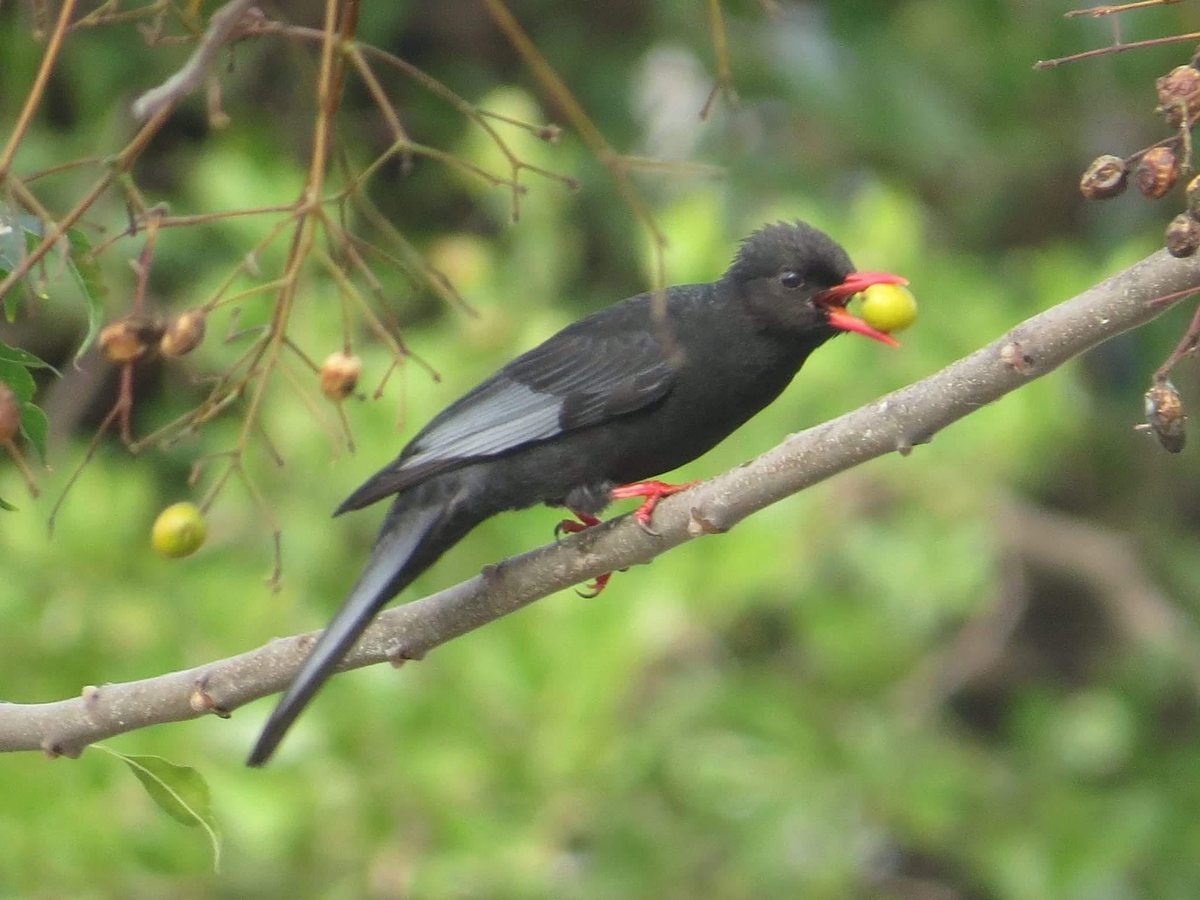 Black bulbul bird on a campus tree branch