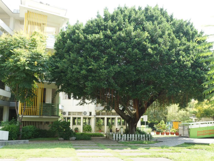 A large banyan tree in a corner of the campus