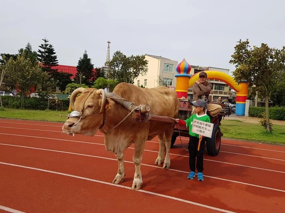 A sea ox pulling a cart across the school running track