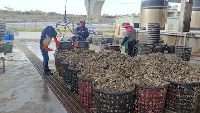 Oyster Industry