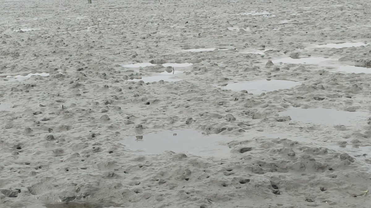 The Tidal Flat