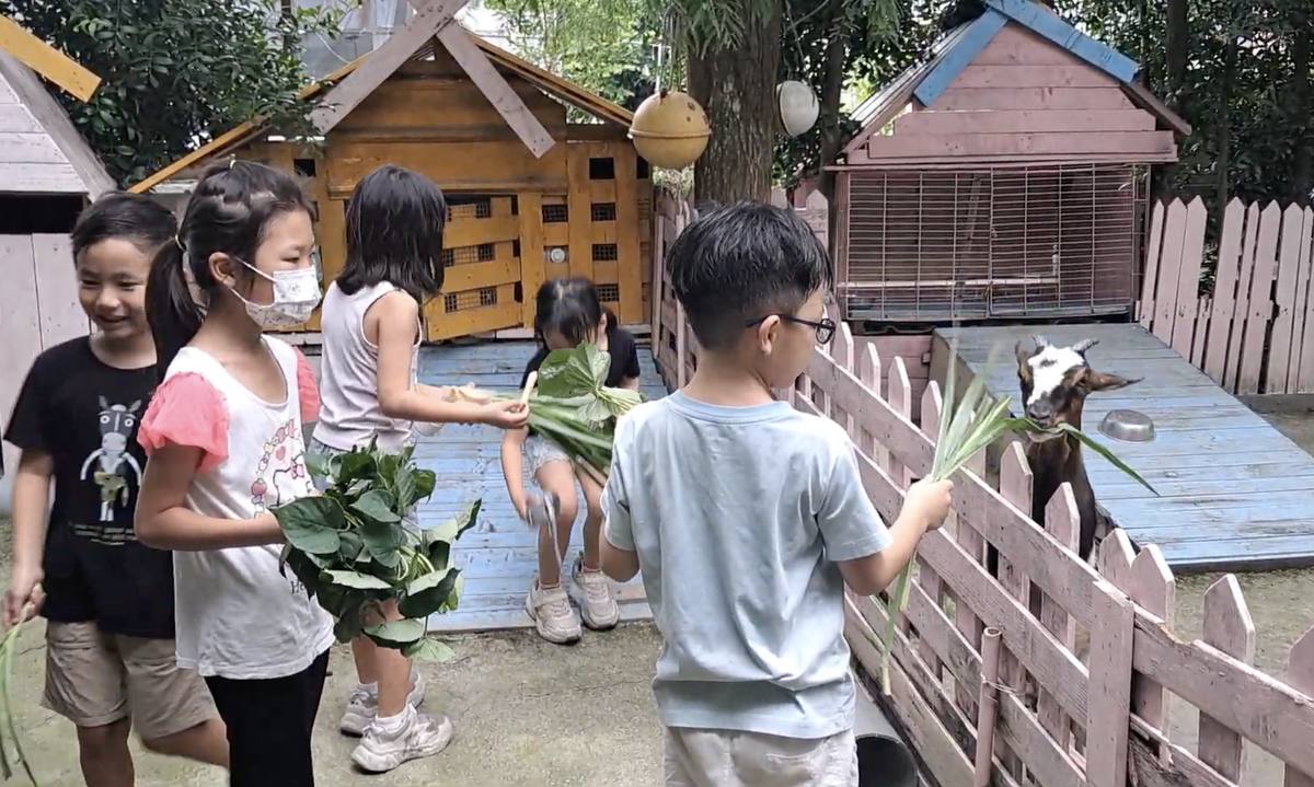 餵山羊戶外探索