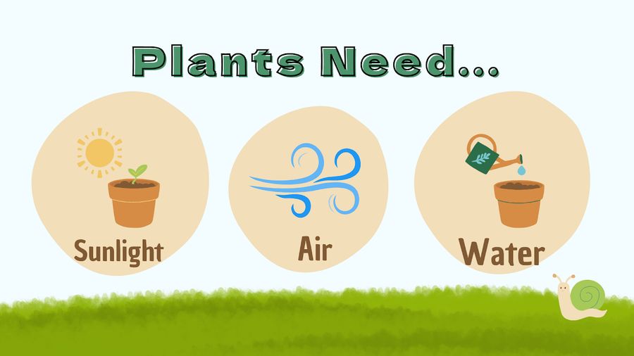 Plants Need — 植物需要什麼