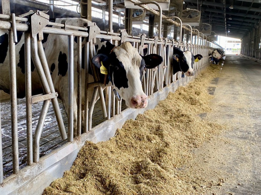 From Dairy Barn to Biogas Dome: Visiting Alumnus Huang's Green Ranch · photo 1