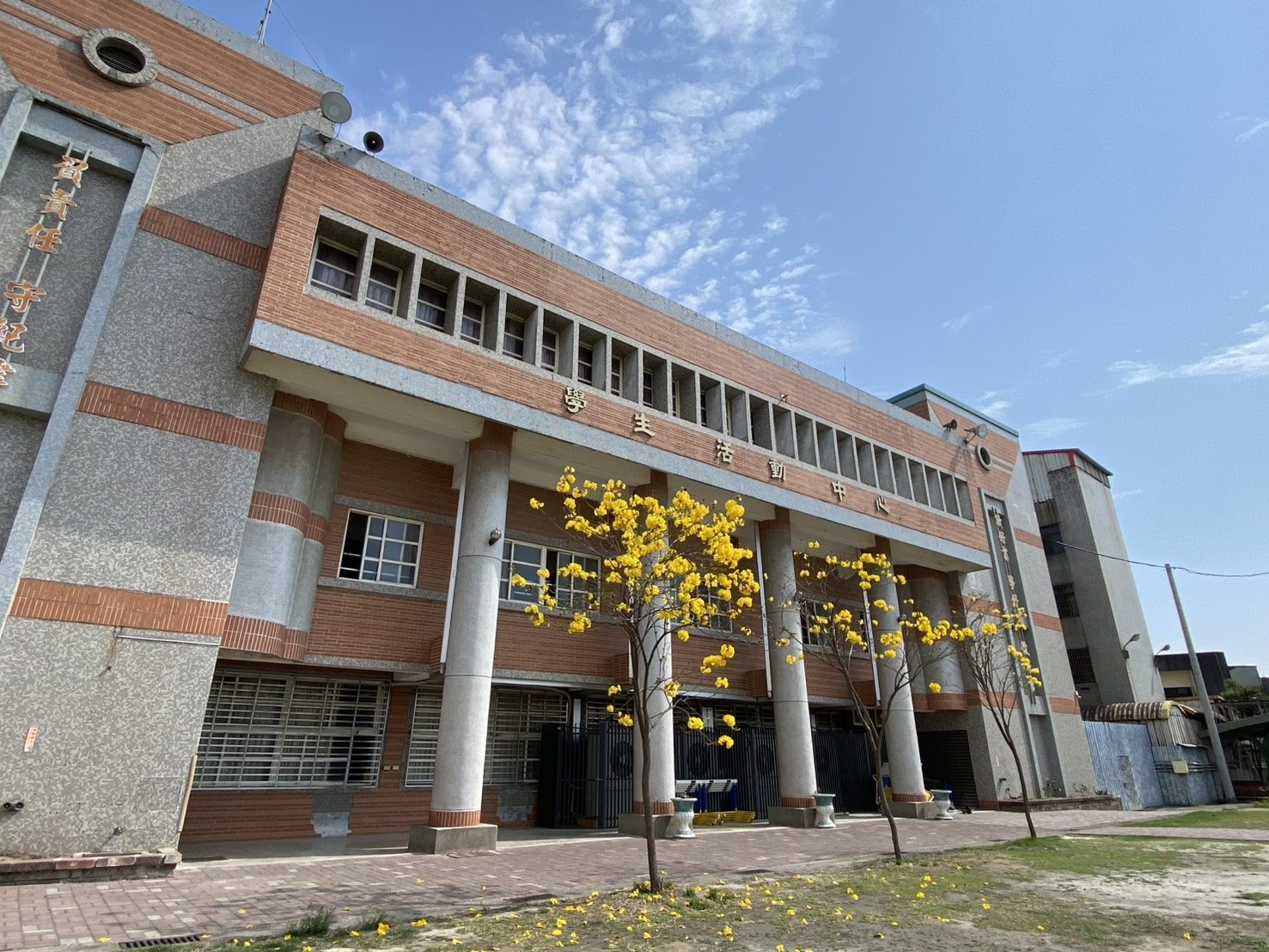 Golden trumpet trees in bloom by the student activity hall · 黃花風鈴木盛開