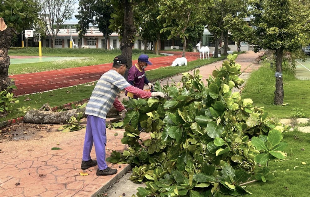 Local service trimming campus trees before school starts 校工修剪校園樹木