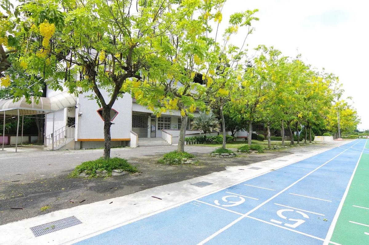 國聖國小操場旁盛開的黃花風鈴木與跑道