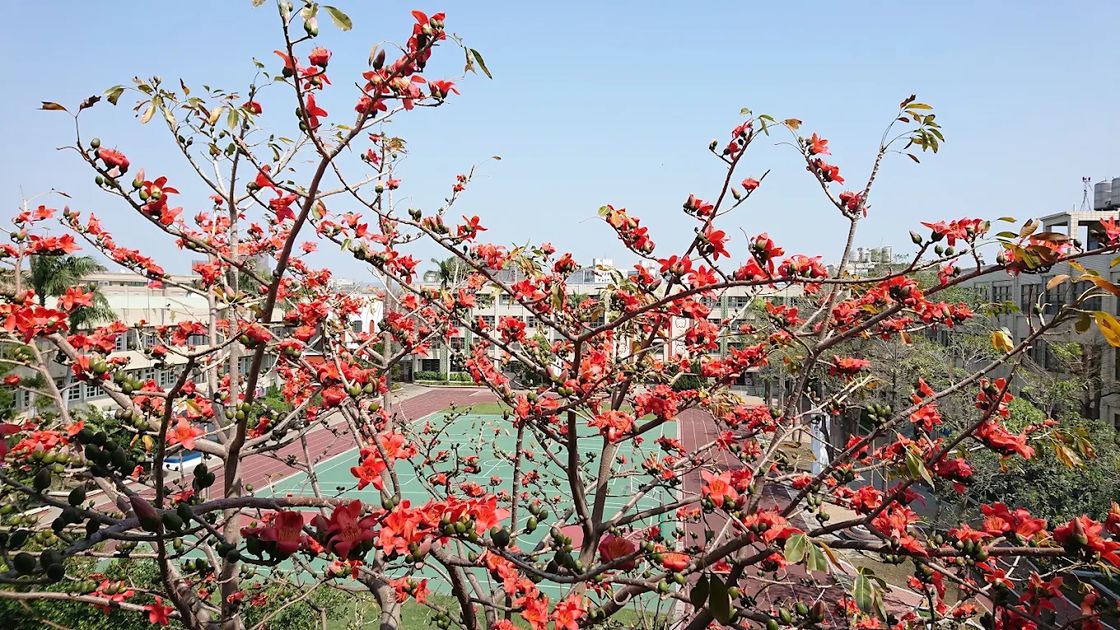 和美國小盛開的木棉花與校園