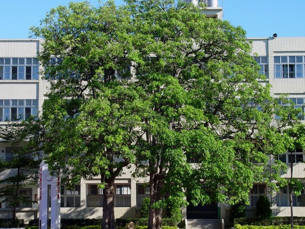 和美國小操場邊的老雨豆樹 An old rain tree beside the Hemei playground