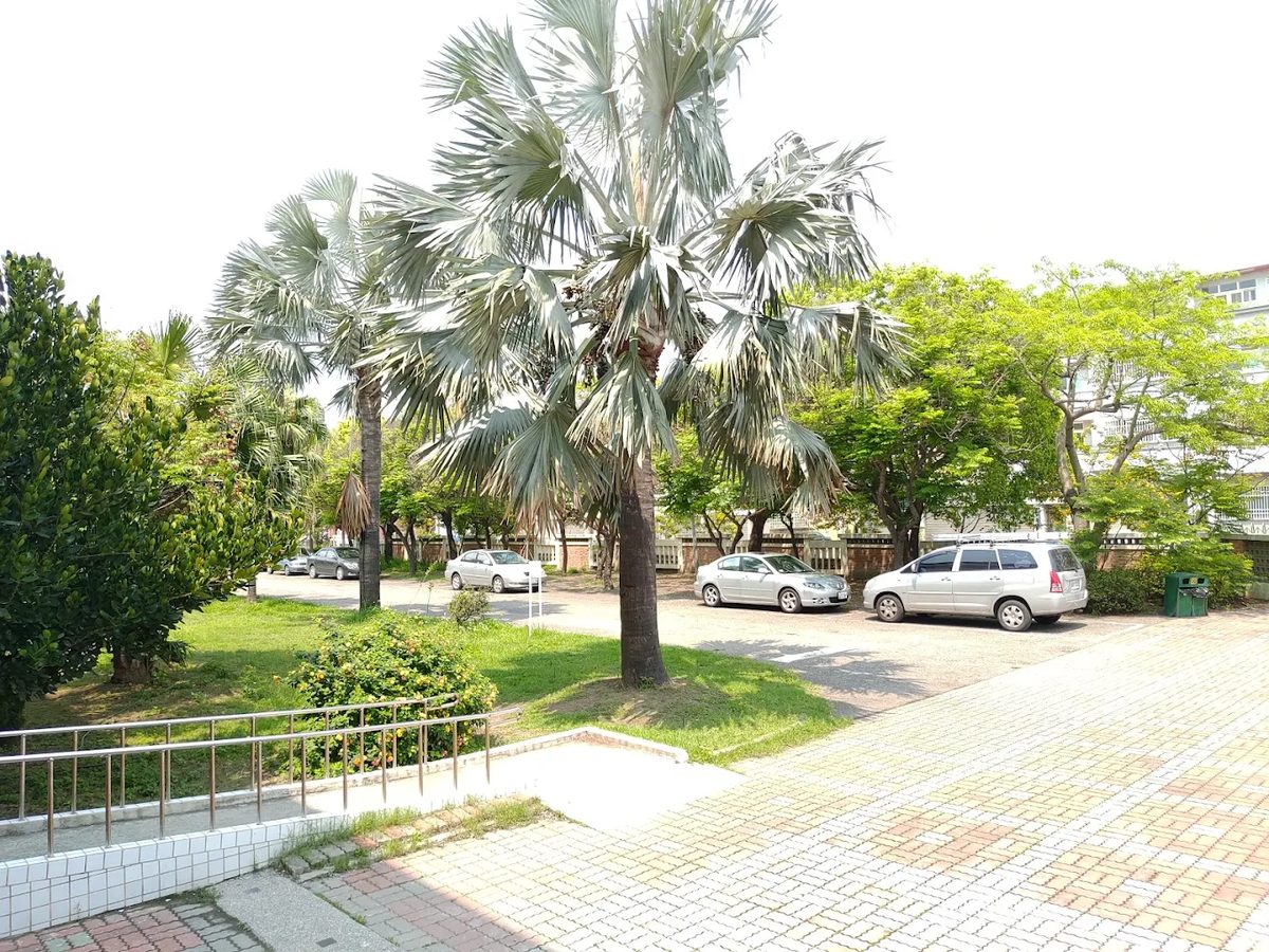 和仁國小前庭圓環的中東海棗
