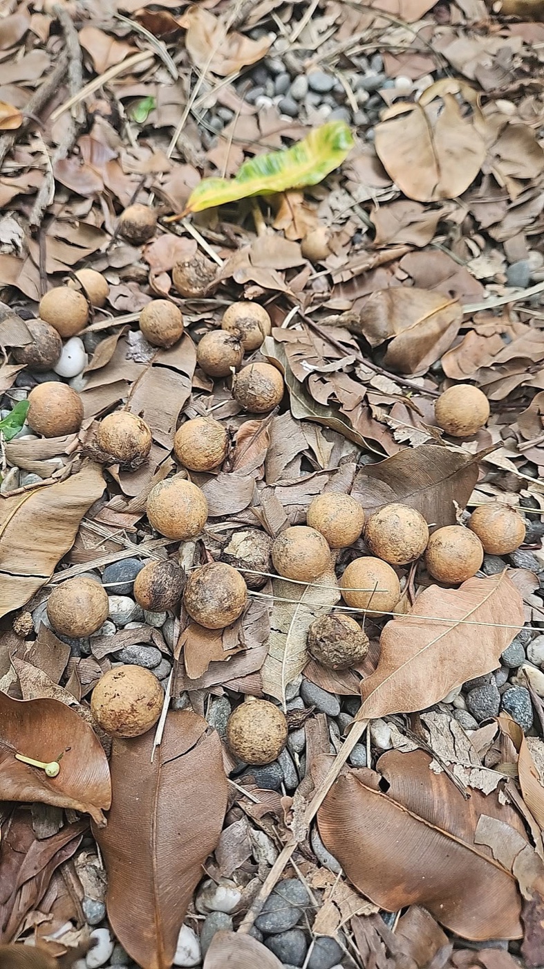 種子不可思議｜校園植物探索