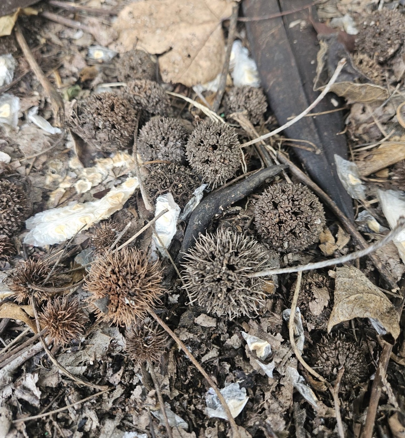 校園植物探索學習