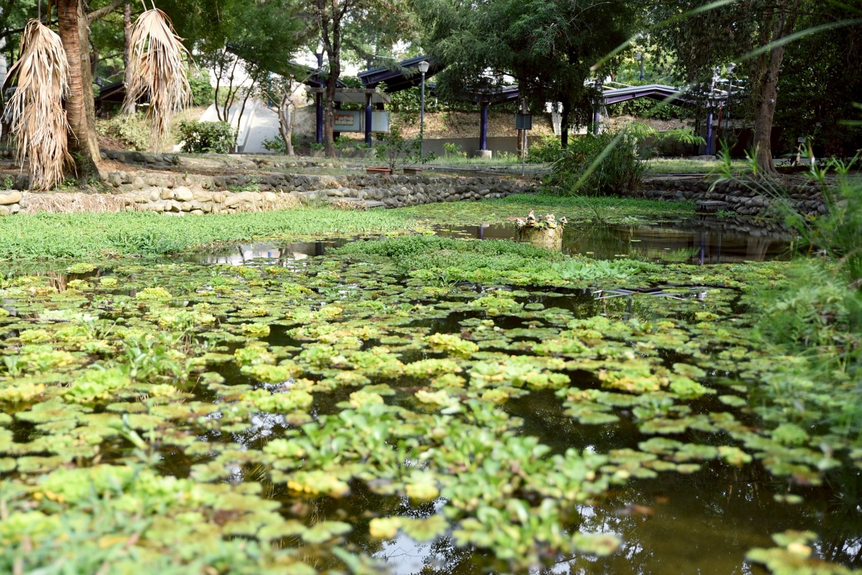 Hsinmin ecological pond · 新民生態池