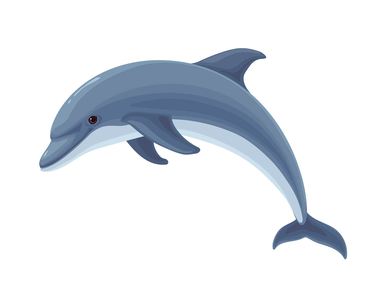 海豚 · Dolphin