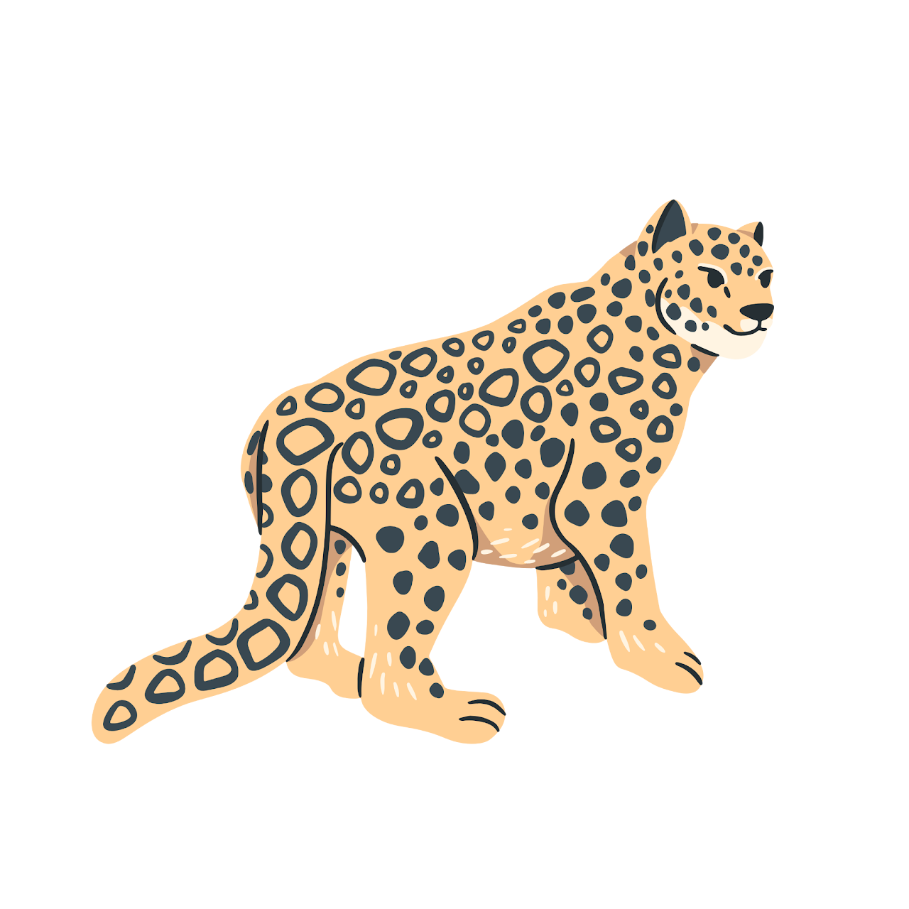 花豹 · Leopard