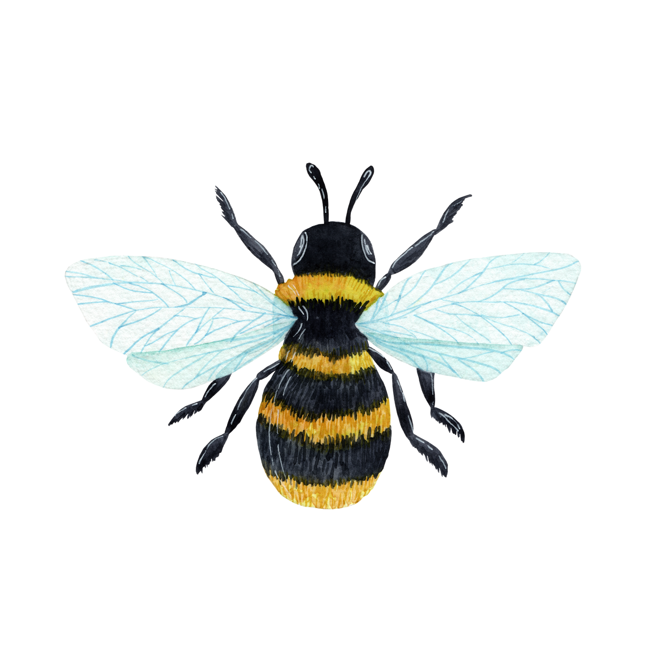 蜜蜂 · Bee