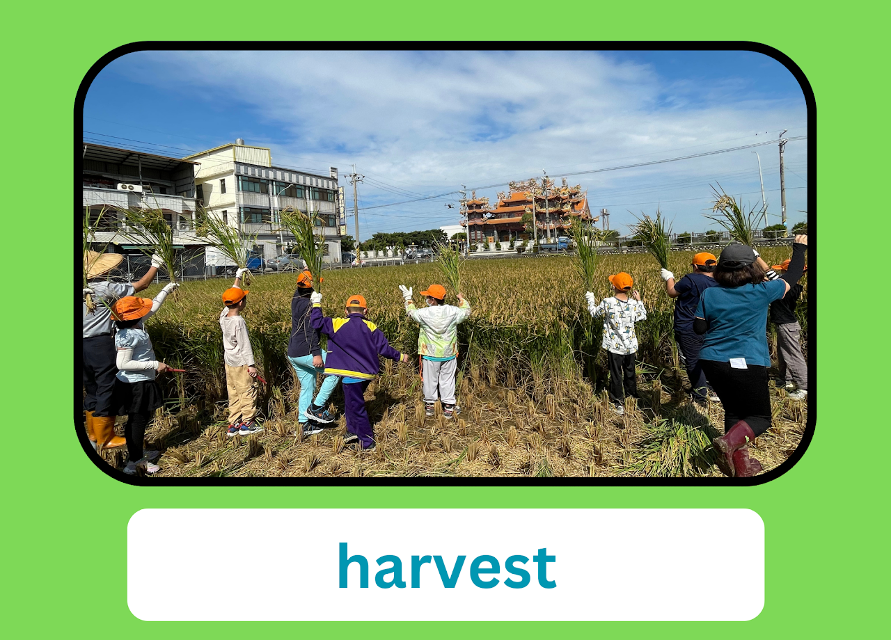 harvest — Jhutang