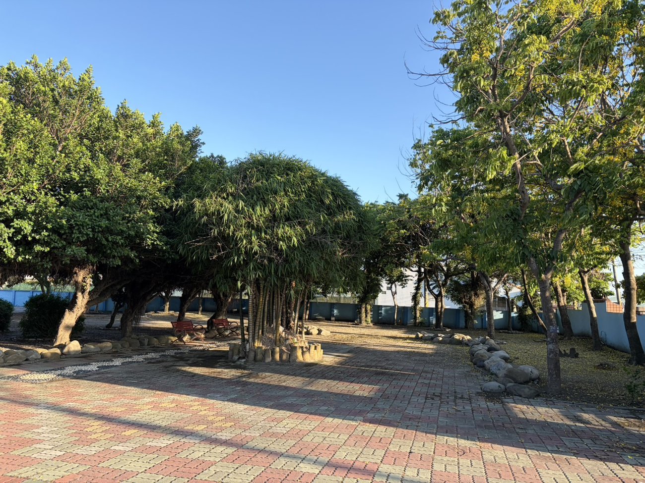 The brick wind-garden courtyard and old trees at Jianxin Elementary