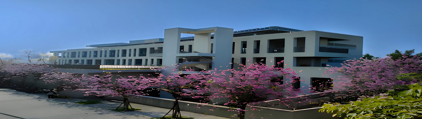 鹿鳴國中校園全景，盛開的風鈴木與教學大樓