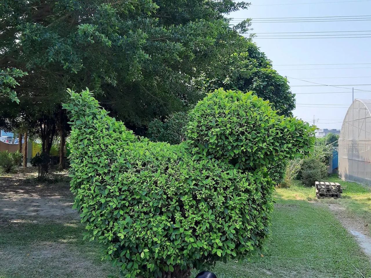 螺陽國小農耕園與溫室 Luoyang Elementary farming garden and greenhouse