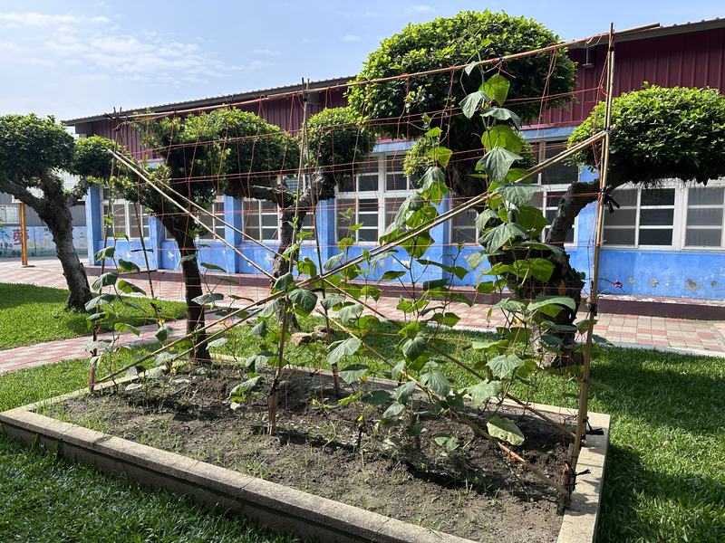 Students' vegetable garden with bean trellises beside the classrooms