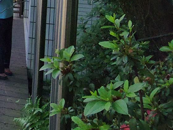 葉子（leaf）——湳雅國小實拍