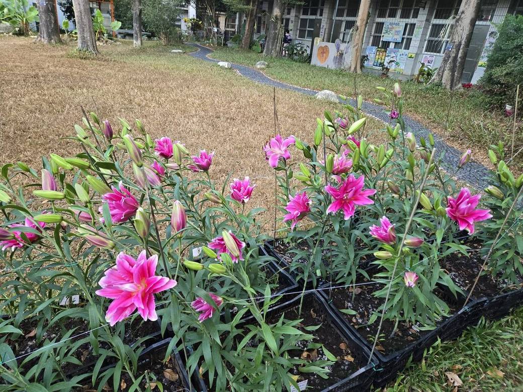 校園百合花悄悄綻放