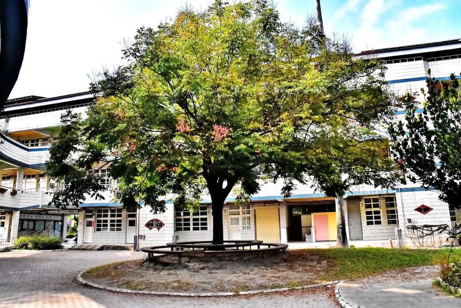 南鎮國小中庭的大樹，樹下有一圈圓形座椅 A big tree in a Nanzhen courtyard, with a round bench circling its trunk