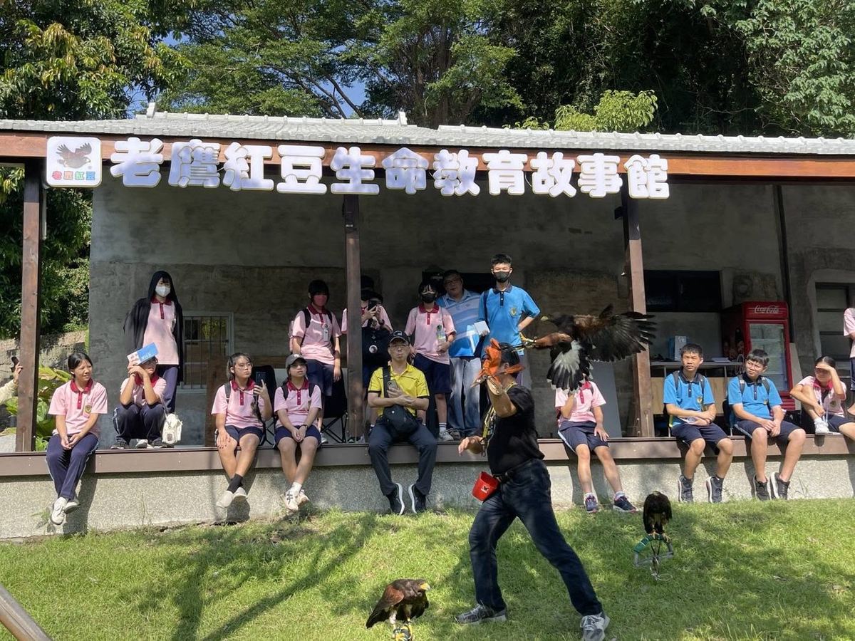 哈里斯鷹在師生面前展翅飛翔 A Harris's hawk spreading its wings in flight in front of students