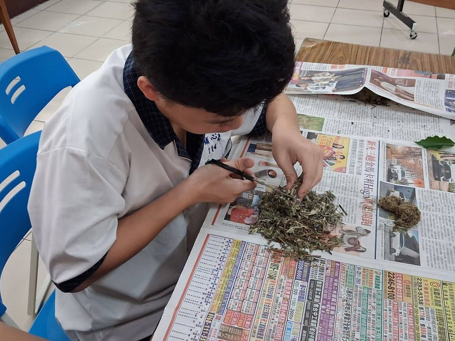 一名學生在鋪著報紙的桌上，用剪刀把曬乾的香草剪成小段 A student on a newspaper-covered table cutting dried herbs into small pieces with scissors