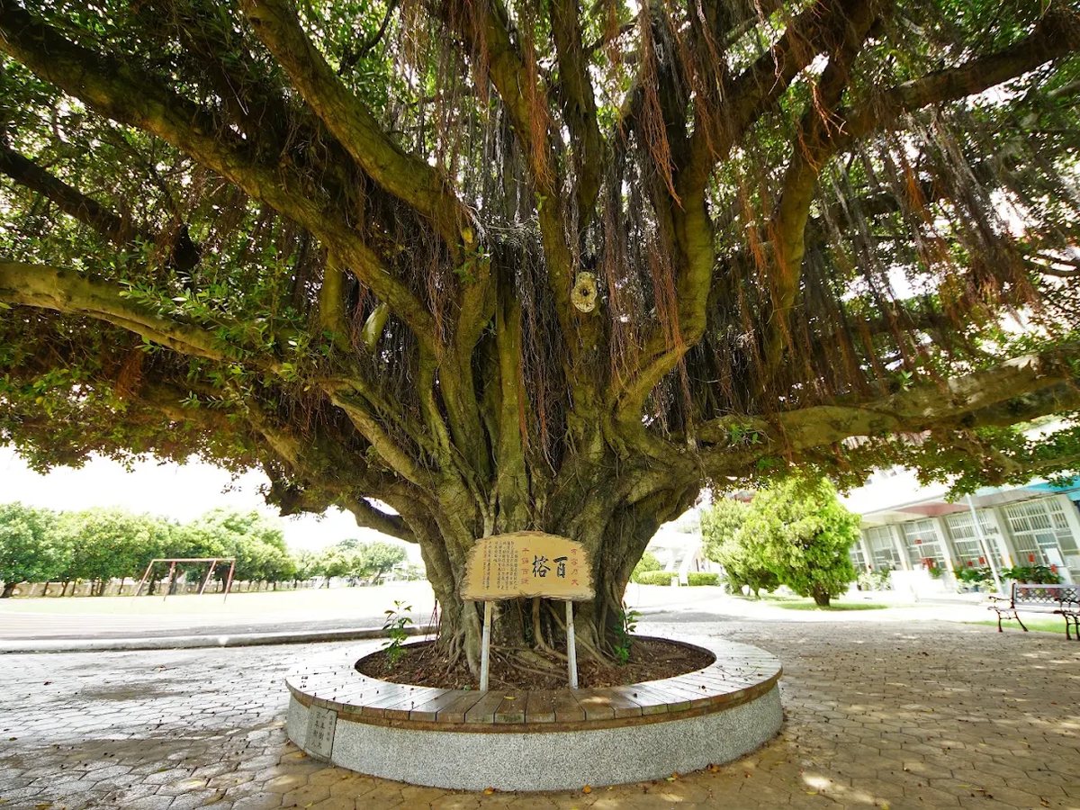 三條國小百年老榕「全國最美校樹」樹幹與氣根 Santiao Elementary hundred-year banyan
