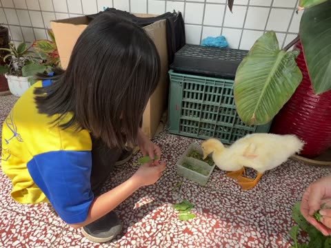 吃（eat）——水尾國小課堂實拍