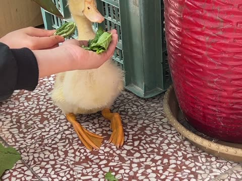 餓（hungry）——水尾國小課堂實拍