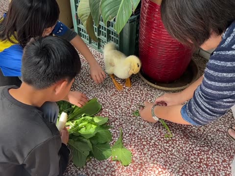 青菜（vegetable）——水尾國小課堂實拍