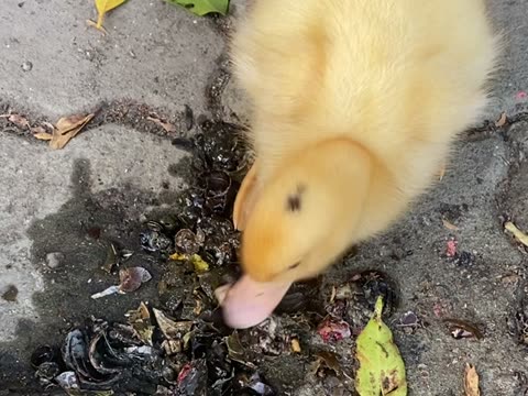 鴨子（duck）——水尾國小課堂實拍