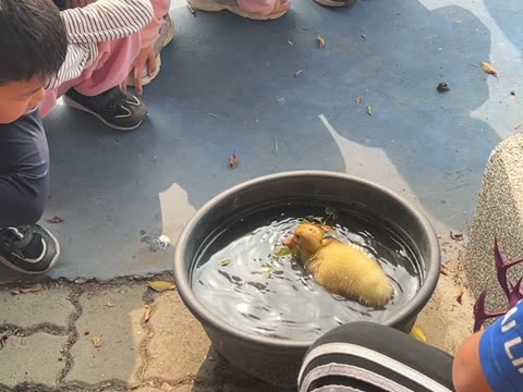 游泳（swim）——水尾國小課堂實拍