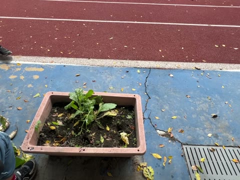 菜園（garden）——水尾國小課堂實拍