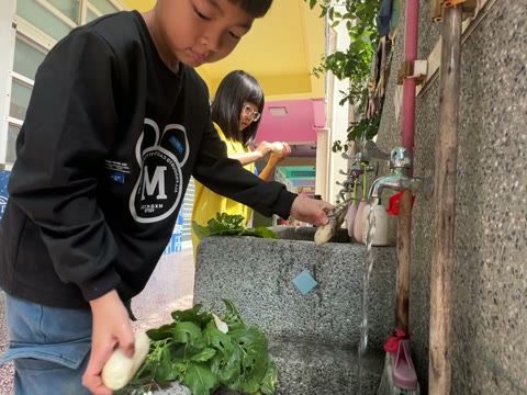 白蘿蔔（radish）——水尾國小課堂實拍