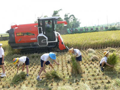 Four Siangtian students gathering rice stalks during harvest, banner 香田好米生態田 in the background