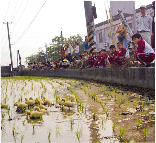 Siangtian students watching ducks in a flooded paddy with newly planted rice seedlings
