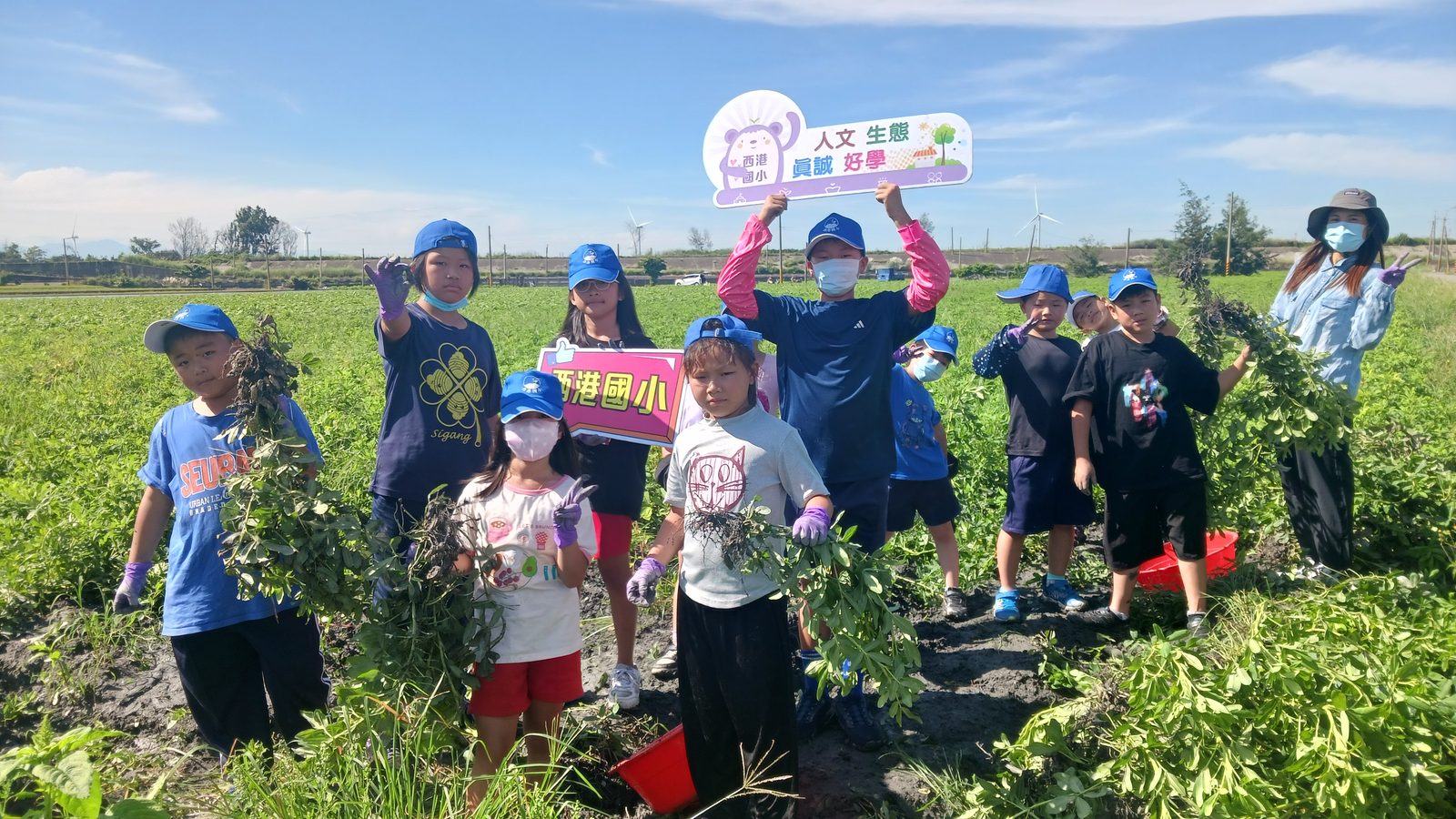 4th-grade peanut field study — harvesting peanuts and learning peanut varieties · 西港國小四年級花生採收