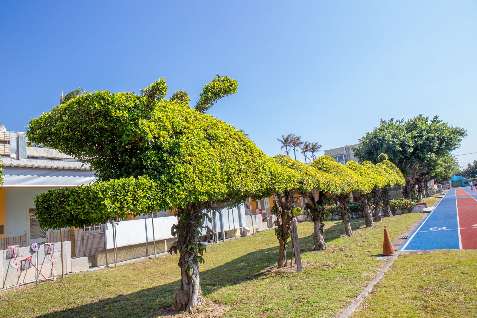 興華國小沿著跑道修剪成龍形的綠色樹籬，龍頭高高揚起 A long green hedge trimmed into the shape of a dragon, running along SingHua's track with its head held high