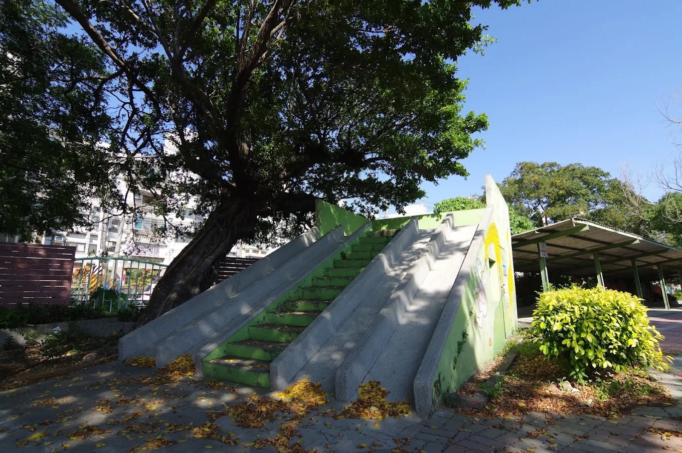 新庄國小老樟樹與綠色階梯滑梯