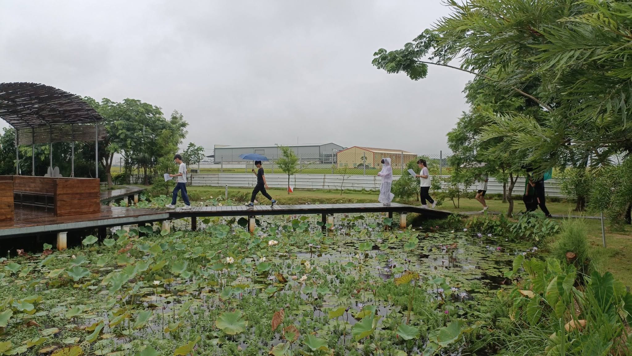 Students walking along the pond boardwalk surrounded by lotus leaves