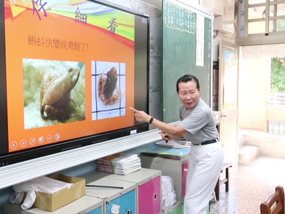 青蛙（frog）——萬來國小實拍