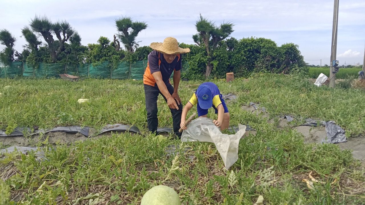 Student harvesting a watermelon in the field with a farmer