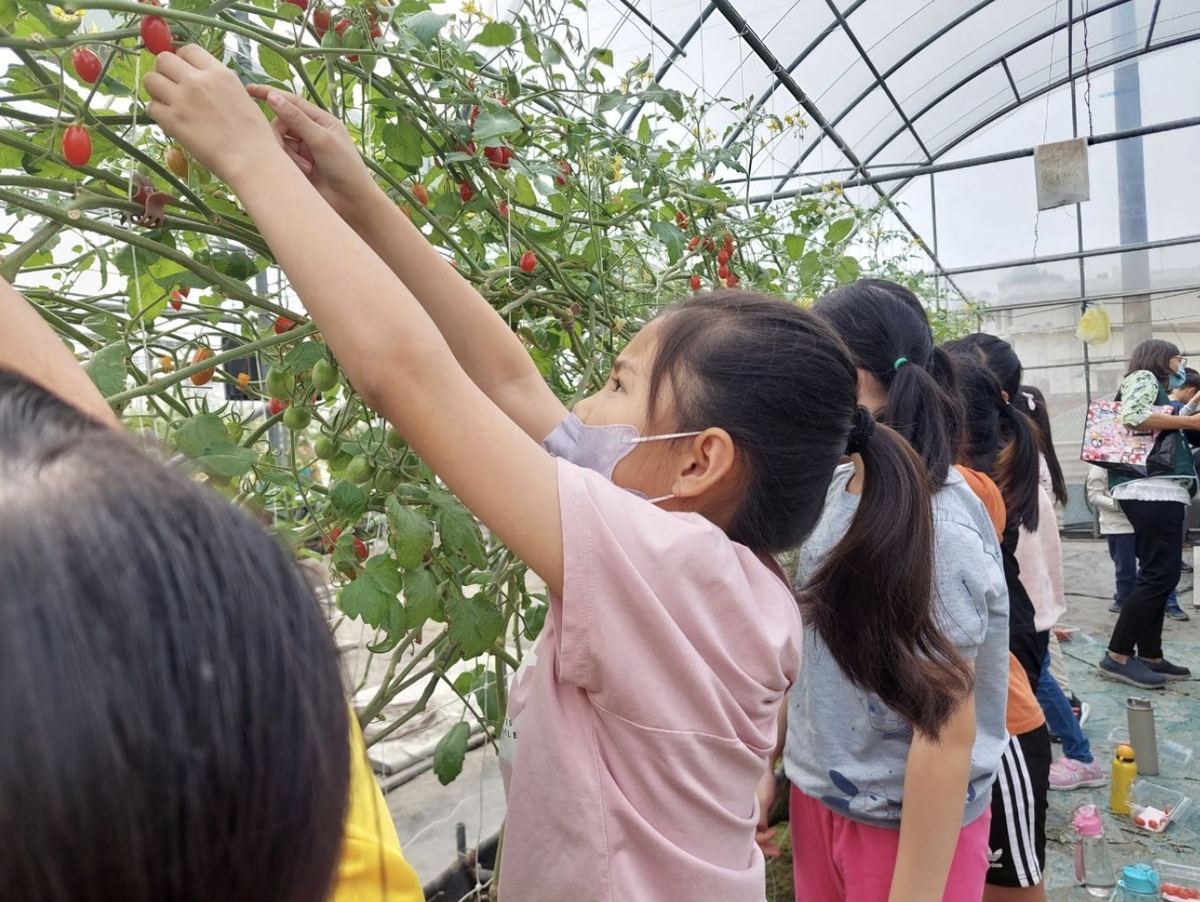 文祥國小學生於溫室採摘番茄