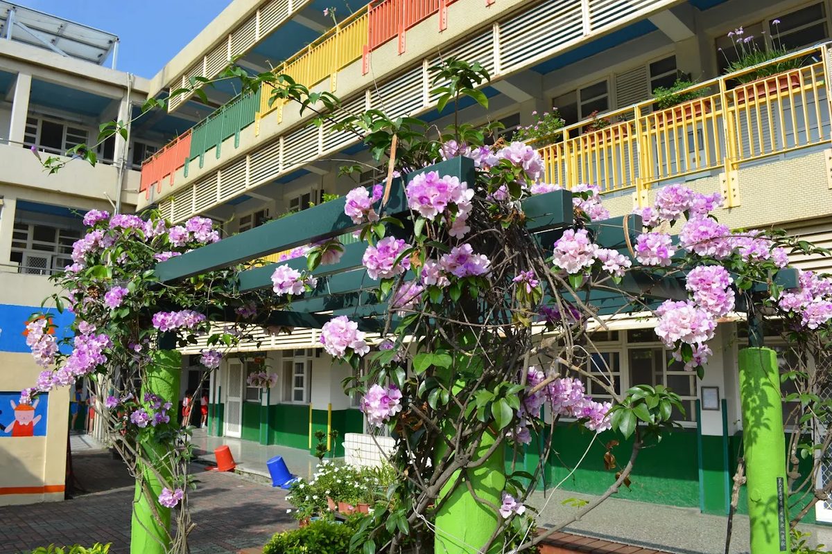 西勢國小校舍前的九重葛花架